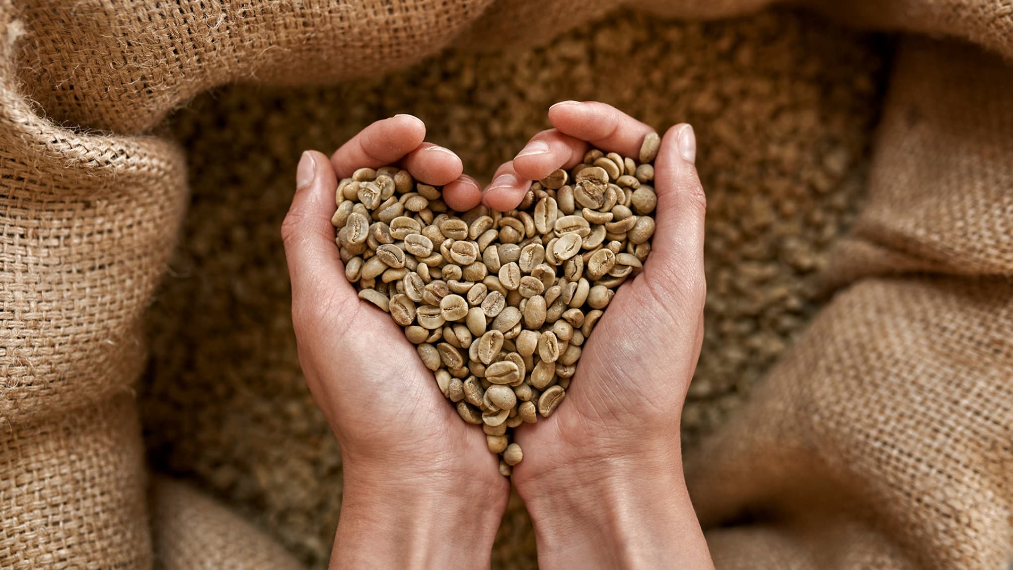 Mãos segurando grãos de café, em formato de coração, representando a cultura