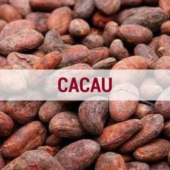 cacau cacau